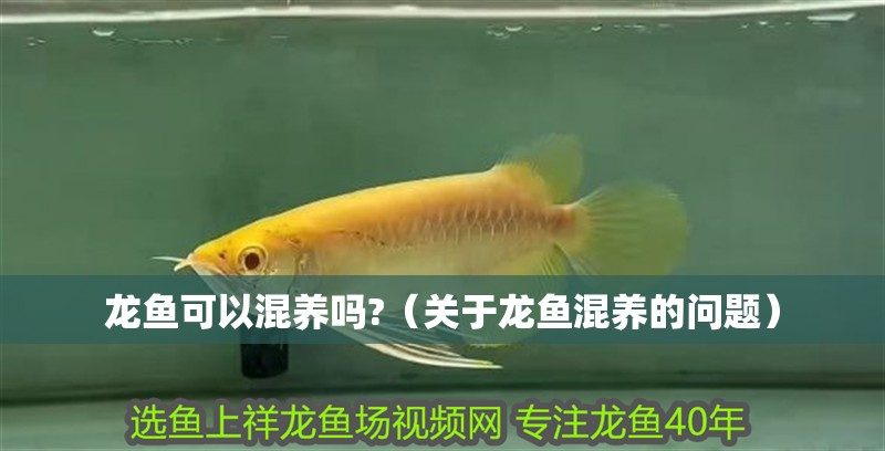 龍魚(yú)可以混養(yǎng)嗎?（關(guān)于龍魚(yú)混養(yǎng)的問(wèn)題）
