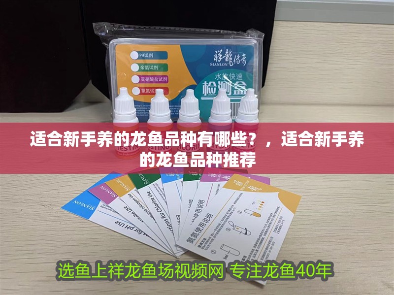 適合新手養(yǎng)的龍魚品種有哪些？，適合新手養(yǎng)的龍魚品種推薦