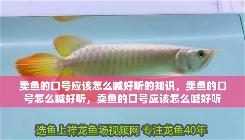 賣魚的口號應該怎么喊好聽的知識，賣魚的口號怎么喊好聽，賣魚的口號應該怎么喊好聽