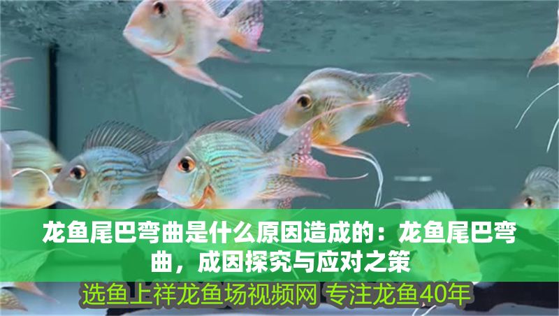 龍魚尾巴彎曲是什么原因造成的：龍魚尾巴彎曲，成因探究與應(yīng)對(duì)之策