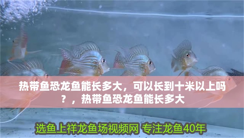 熱帶魚恐龍魚能長多大，可以長到十米以上嗎？，熱帶魚恐龍魚能長多大