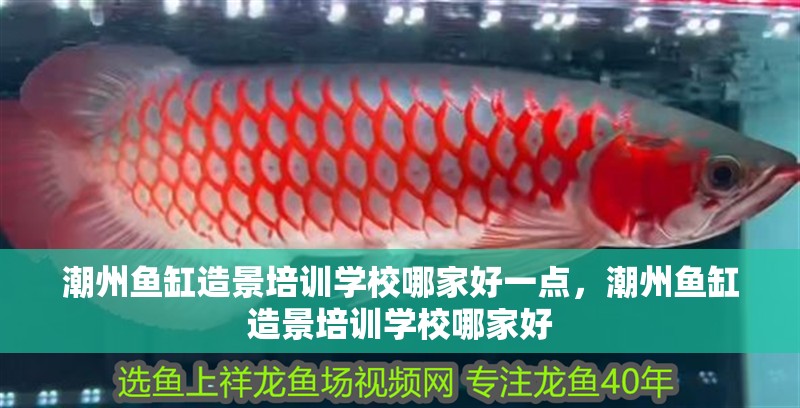 潮州魚缸造景培訓學校哪家好一點，潮州魚缸造景培訓學校哪家好