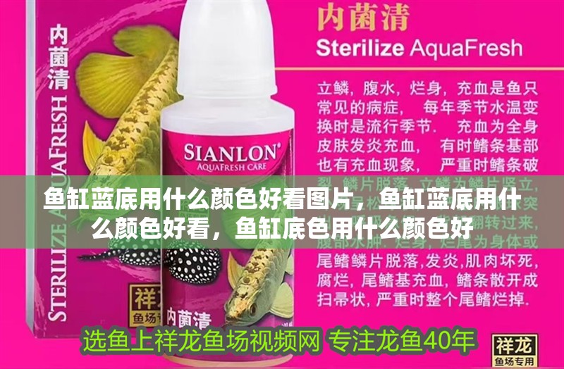 魚(yú)缸藍(lán)底用什么顏色好看圖片，魚(yú)缸藍(lán)底用什么顏色好看，魚(yú)缸底色用什么顏色好