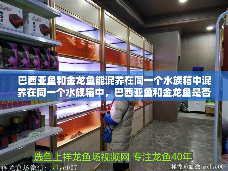 巴西亞魚和金龍魚能混養在同一個水族箱中混養在同一個水族箱中，巴西亞魚和金龍魚是否能混養