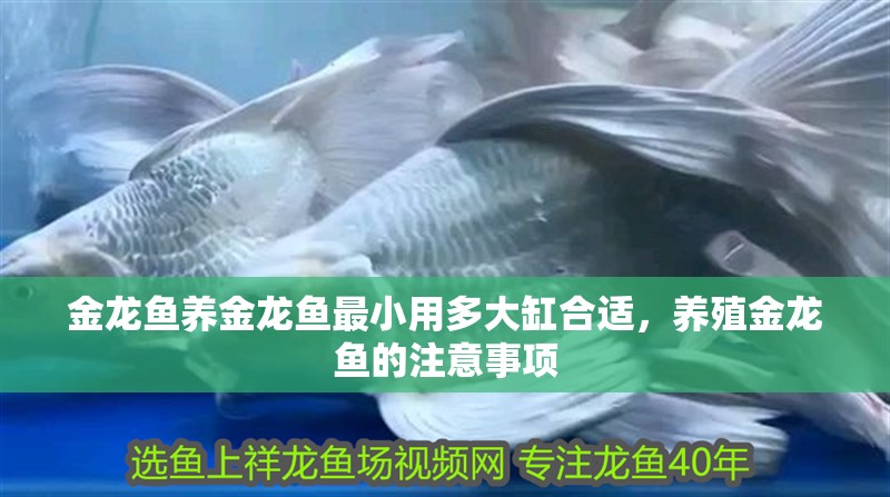 金龍魚養(yǎng)金龍魚最小用多大缸合適，養(yǎng)殖金龍魚的注意事項