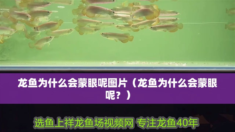 龍魚(yú)為什么會(huì)蒙眼呢圖片（龍魚(yú)為什么會(huì)蒙眼呢？）