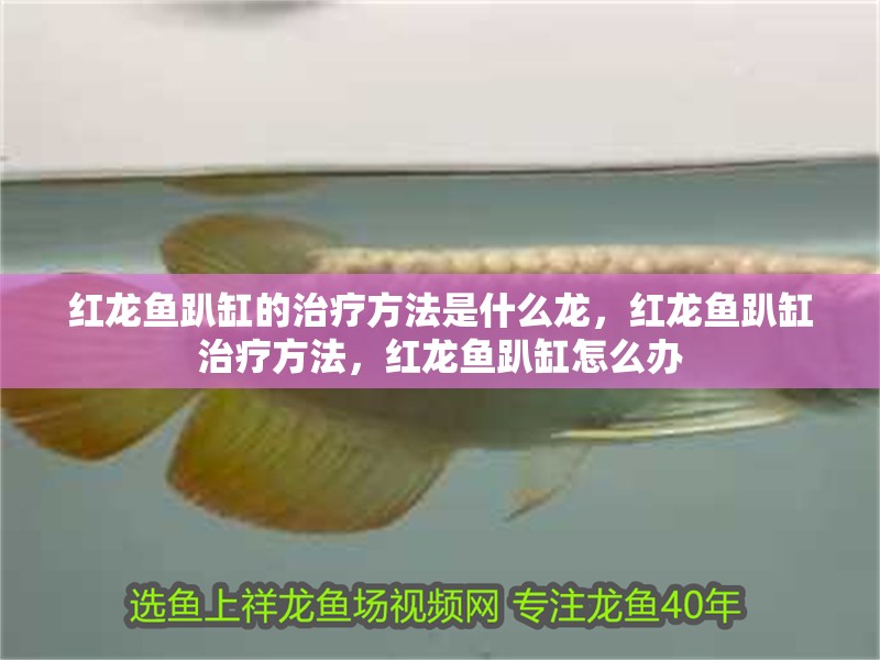 紅龍魚趴缸的治療方法是什么龍，紅龍魚趴缸治療方法，紅龍魚趴缸怎么辦 紅龍魚趴缸的治療方法是什么龍，紅龍魚趴缸治療方法，紅龍魚趴缸怎么辦 觀賞魚百科 第2張
