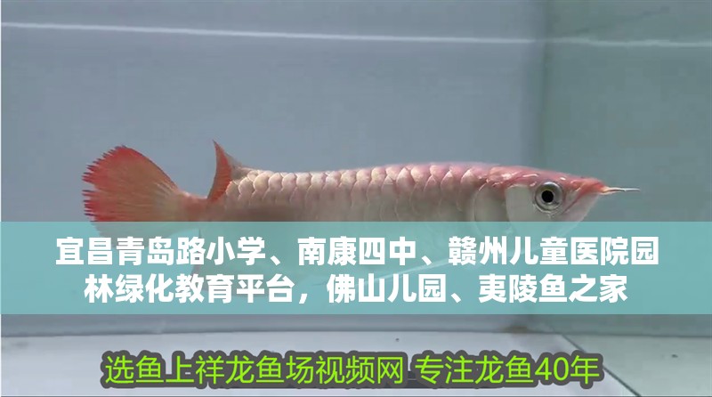 宜昌青島路小學、南康四中、贛州兒童醫院園林綠化教育平臺，佛山兒園、夷陵魚之家