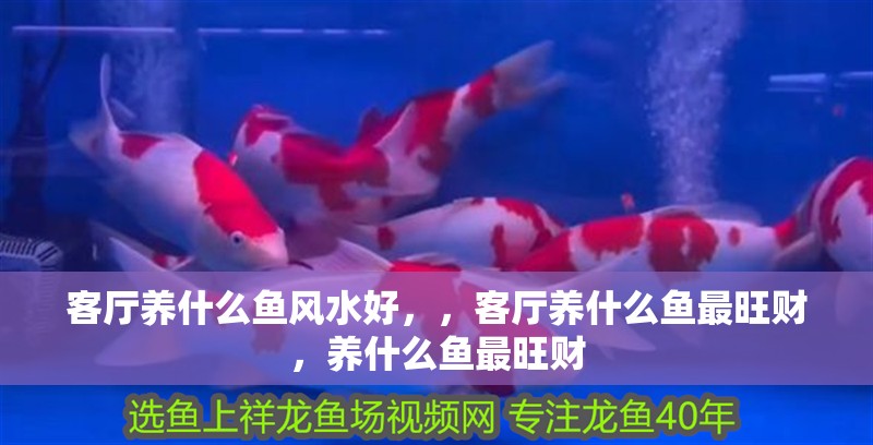 客廳養什么魚風水好，，客廳養什么魚最旺財，養什么魚最旺財