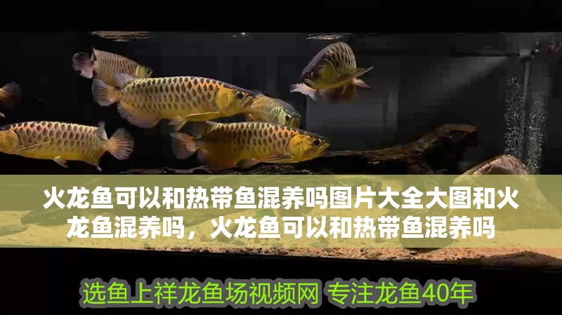 火龍魚(yú)可以和熱帶魚(yú)混養(yǎng)嗎圖片大全大圖和火龍魚(yú)混養(yǎng)嗎，火龍魚(yú)可以和熱帶魚(yú)混養(yǎng)嗎