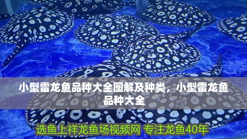 小型雷龍魚品種大全圖解及種類，小型雷龍魚品種大全