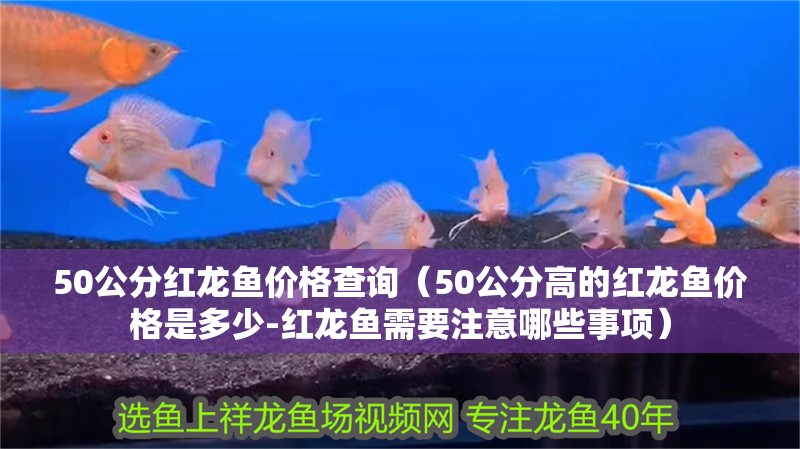 50公分紅龍魚價(jià)格查詢（50公分高的紅龍魚價(jià)格是多少-紅龍魚需要注意哪些事項(xiàng)）
