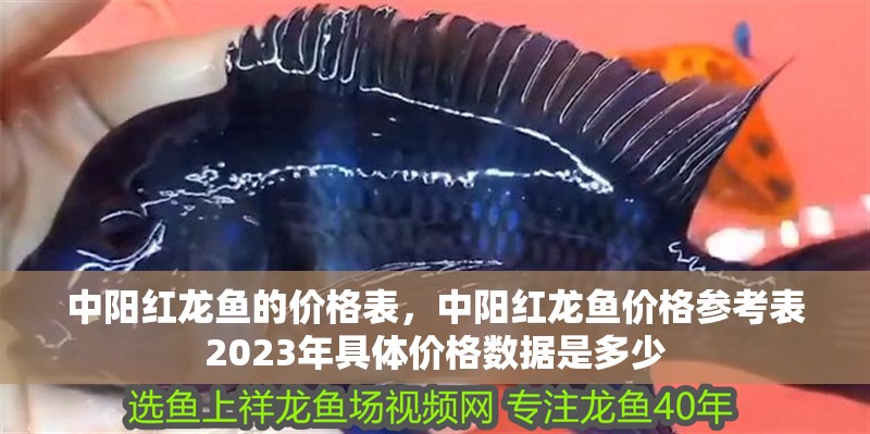中陽紅龍魚的價格表，中陽紅龍魚價格參考表2023年具體價格數據是多少