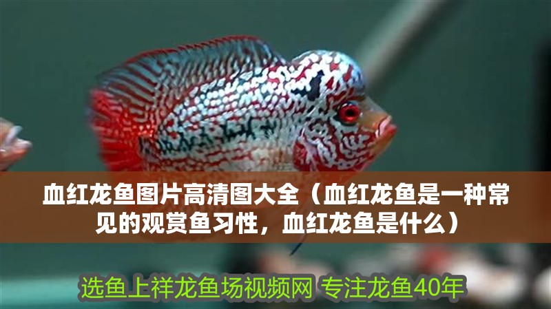 血紅龍魚圖片高清圖大全（血紅龍魚是一種常見的觀賞魚習性，血紅龍魚是什么）