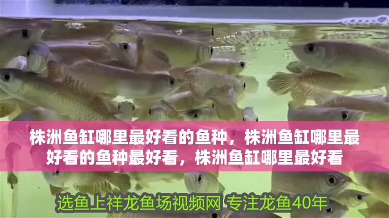 株洲魚缸哪里最好看的魚種，株洲魚缸哪里最好看的魚種最好看，株洲魚缸哪里最好看