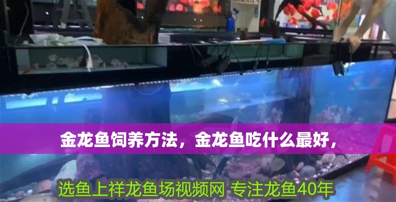 金龍魚(yú)飼養(yǎng)方法，金龍魚(yú)吃什么最好，