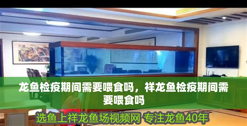 龍魚檢疫期間需要喂食嗎，祥龍魚檢疫期間需要喂食嗎