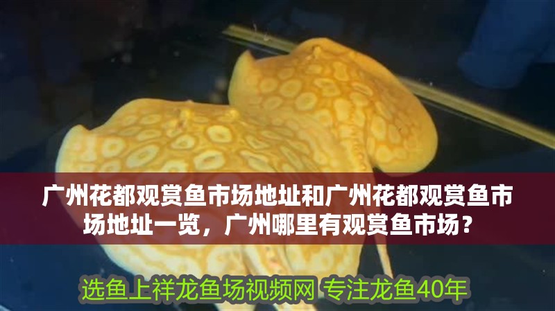廣州花都觀賞魚市場地址和廣州花都觀賞魚市場地址一覽，廣州哪里有觀賞魚市場？