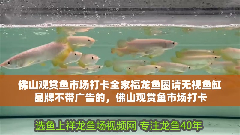 佛山觀賞魚市場打卡全家福龍魚圈請無視魚缸品牌不帶廣告的，佛山觀賞魚市場打卡