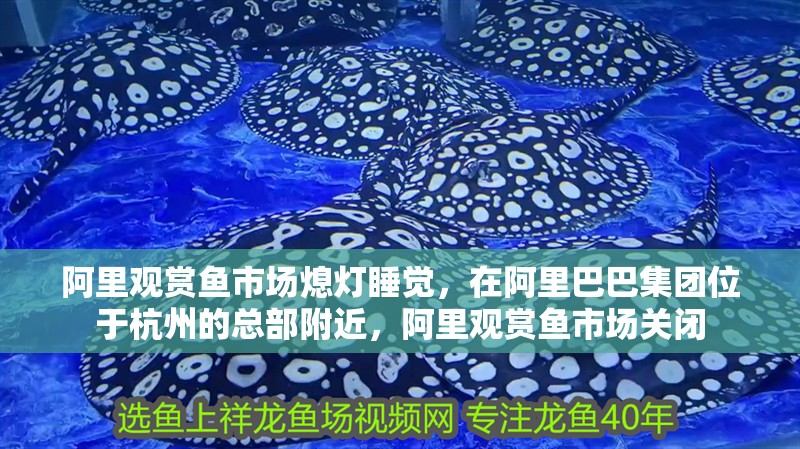 阿里觀賞魚市場熄燈睡覺，在阿里巴巴集團位于杭州的總部附近，阿里觀賞魚市場關(guān)閉