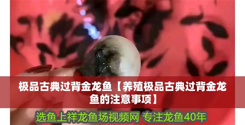 極品古典過背金龍魚【養殖極品古典過背金龍魚的注意事項】