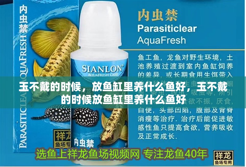 玉不戴的時候，放魚缸里養什么魚好，玉不戴的時候放魚缸里養什么魚好