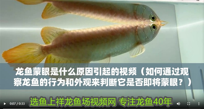 龍魚蒙眼是什么原因引起的視頻（如何通過觀察龍魚的行為和外觀來判斷它是否即將蒙眼？）