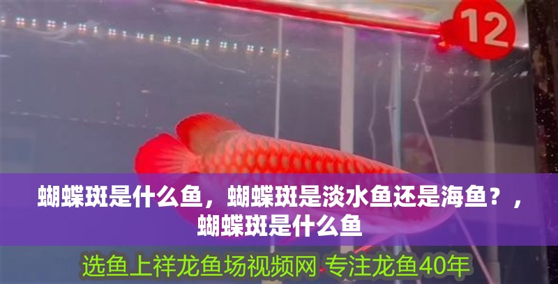 蝴蝶斑是什么魚，蝴蝶斑是淡水魚還是海魚？，蝴蝶斑是什么魚