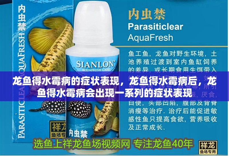 龍魚得水霉病的癥狀表現，龍魚得水霉病后，龍魚得水霉病會出現一系列的癥狀表現