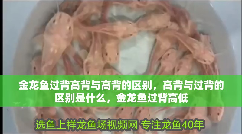 金龍魚過背高背與高背的區別，高背與過背的區別是什么，金龍魚過背高低