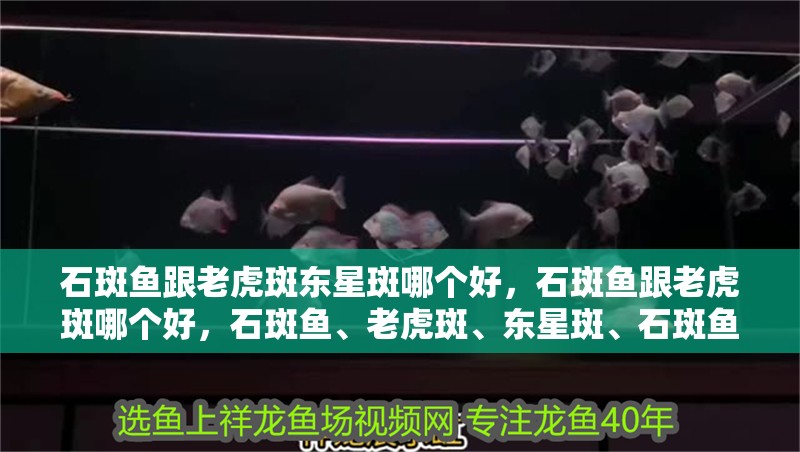 石斑魚跟老虎斑東星斑哪個(gè)好，石斑魚跟老虎斑哪個(gè)好，石斑魚、老虎斑、東星斑、石斑魚的區(qū)別