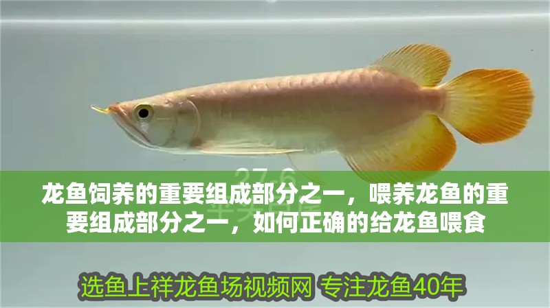 龍魚飼養的重要組成部分之一，喂養龍魚的重要組成部分之一，如何正確的給龍魚喂食