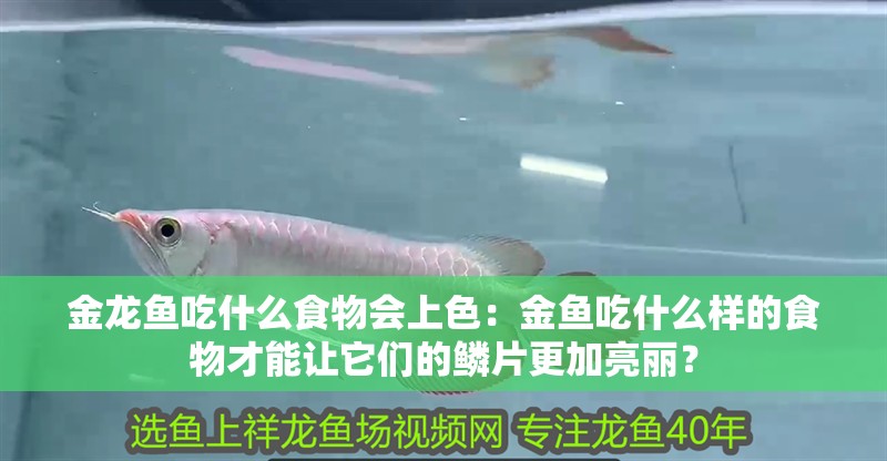 金龍魚吃什么食物會上色：金魚吃什么樣的食物才能讓它們的鱗片更加亮麗？