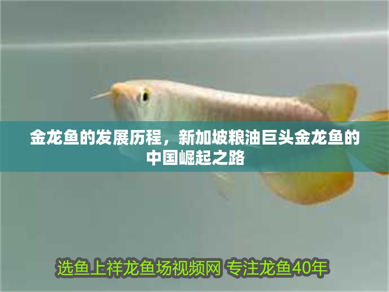 金龍魚的發展歷程，新加坡糧油巨頭金龍魚的中國崛起之路