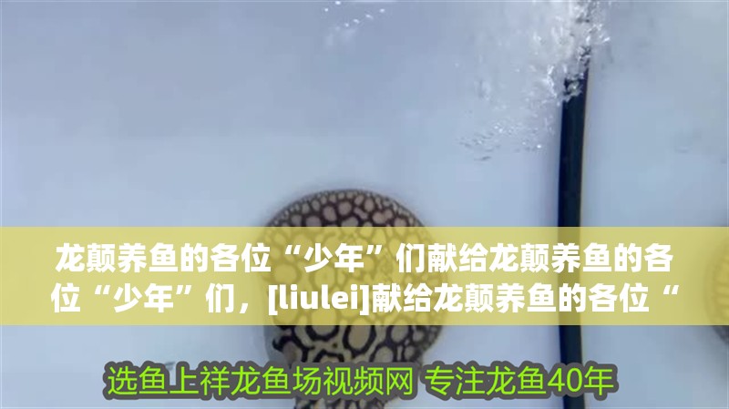 龍顛養(yǎng)魚的各位“少年”們獻(xiàn)給龍顛養(yǎng)魚的各位“少年”們，[liulei]獻(xiàn)給龍顛養(yǎng)魚的各位“少年”們