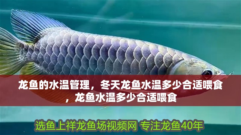 龍魚的水溫管理，冬天龍魚水溫多少合適喂食，龍魚水溫多少合適喂食