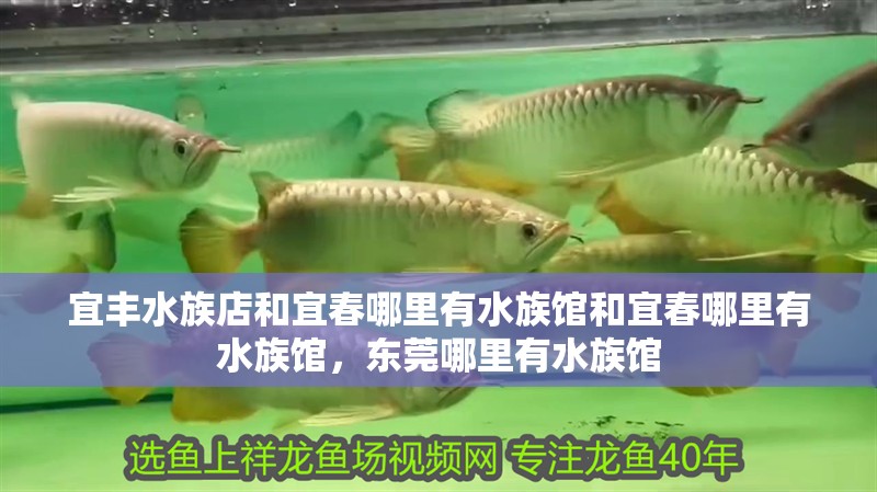 宜豐水族店和宜春哪里有水族館和宜春哪里有水族館，東莞哪里有水族館