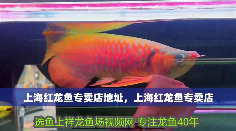 上海紅龍魚專賣店地址，上海紅龍魚專賣店