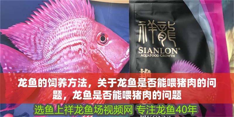 龍魚的飼養方法，關于龍魚是否能喂豬肉的問題，龍魚是否能喂豬肉的問題