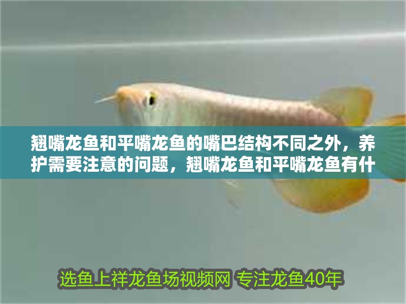 翹嘴龍魚和平嘴龍魚的嘴巴結構不同之外，養護需要注意的問題，翹嘴龍魚和平嘴龍魚有什么區別