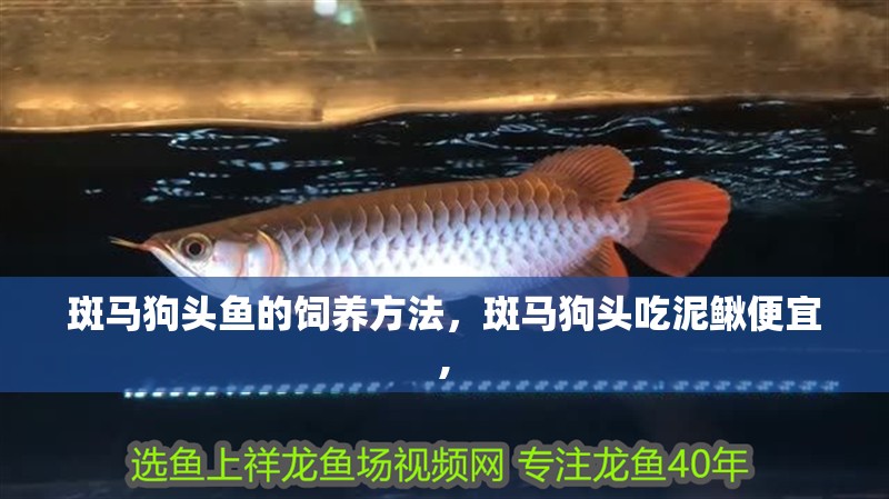 斑馬狗頭魚的飼養方法，斑馬狗頭吃泥鰍便宜,