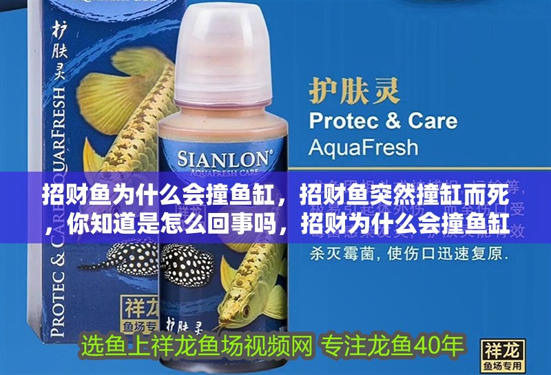 招財魚為什么會撞魚缸，招財魚突然撞缸而死，你知道是怎么回事嗎，招財為什么會撞魚缸