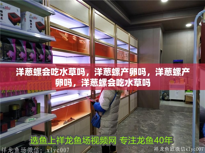 洋蔥螺會吃水草嗎，洋蔥螺產卵嗎，洋蔥螺產卵嗎，洋蔥螺會吃水草嗎