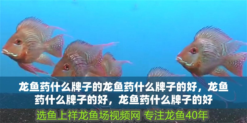 龍魚藥什么牌子的龍魚藥什么牌子的好，龍魚藥什么牌子的好，龍魚藥什么牌子的好
