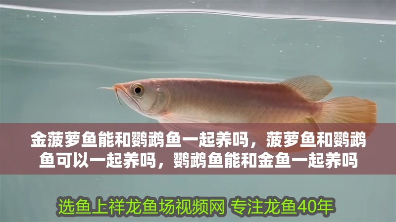 金菠蘿魚能和鸚鵡魚一起養嗎，菠蘿魚和鸚鵡魚可以一起養嗎，鸚鵡魚能和金魚一起養嗎