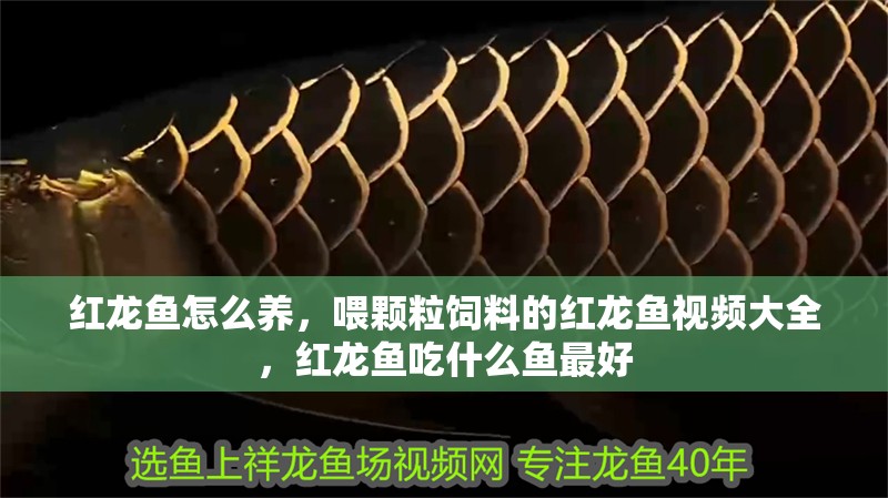 紅龍魚怎么養，喂顆粒飼料的紅龍魚視頻大全，紅龍魚吃什么魚最好