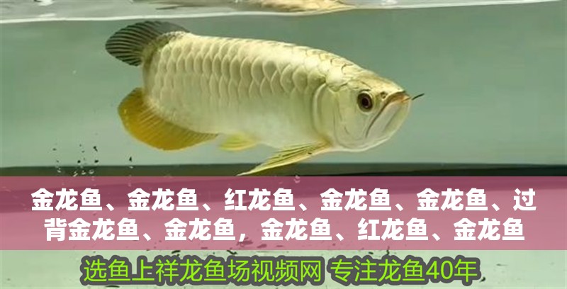 金龍魚、金龍魚、紅龍魚、金龍魚、金龍魚、過(guò)背金龍魚、金龍魚，金龍魚、紅龍魚、金龍魚、紅龍魚、亞洲龍魚、亞洲龍魚、青龍魚