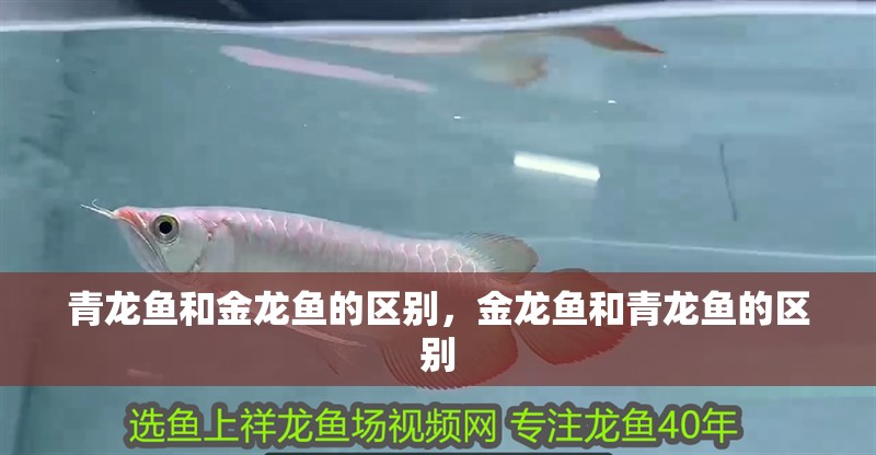 青龍魚和金龍魚的區別，金龍魚和青龍魚的區別