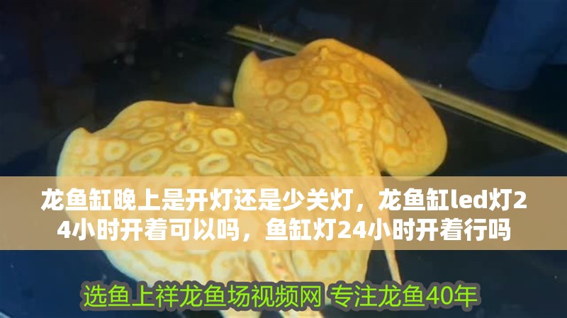龍魚缸晚上是開燈還是少關燈，龍魚缸led燈24小時開著可以嗎，魚缸燈24小時開著行嗎