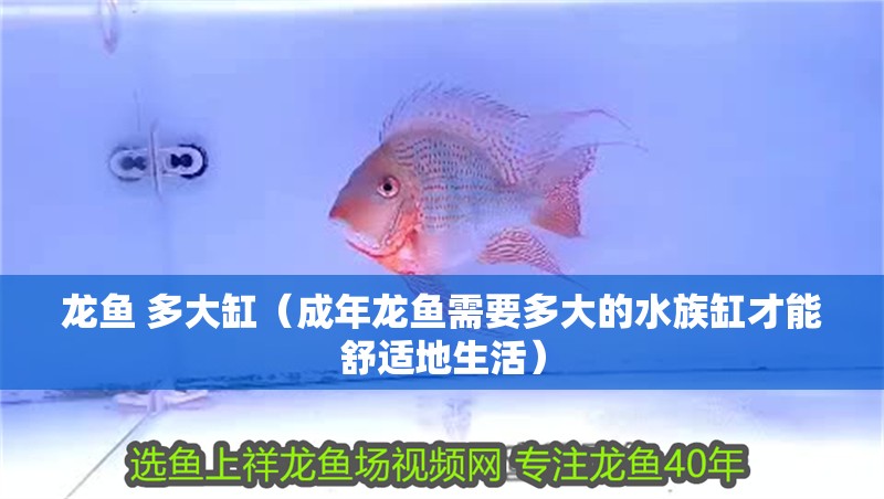 龍魚 多大缸（成年龍魚需要多大的水族缸才能舒適地生活）